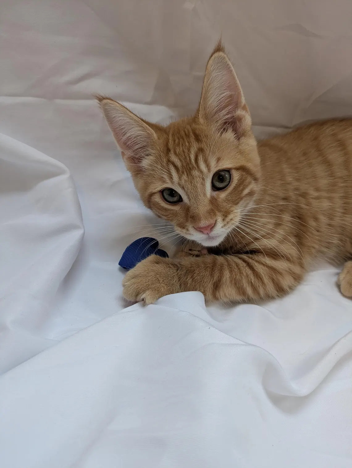 Valentines Day Treats for Cats, Valentine Cat Gift, Grain-Free Treats, Large