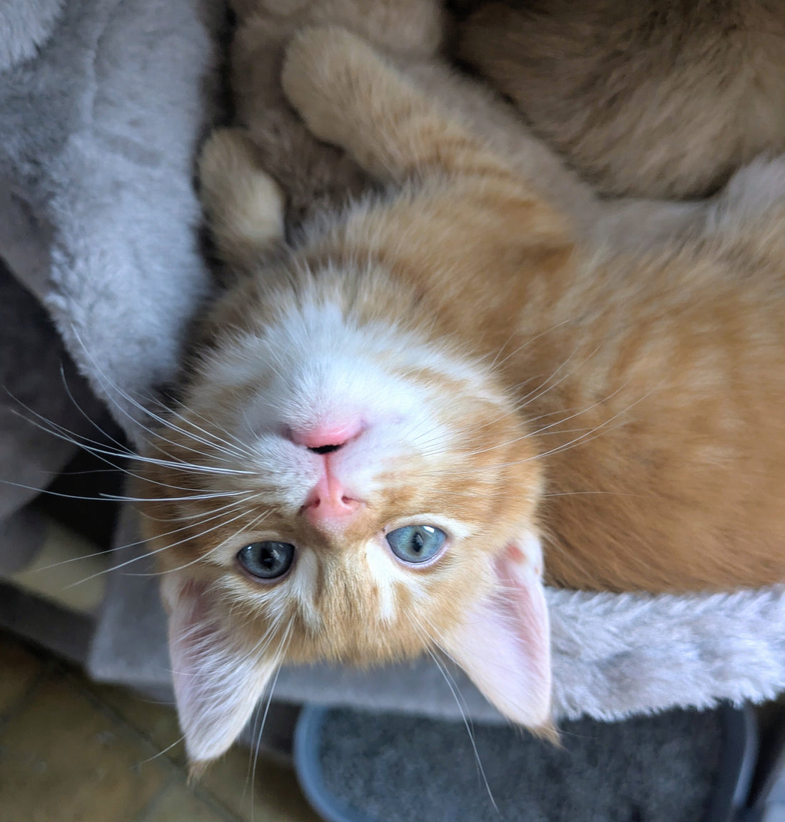 Toys and Treats for Different Cat Personalities