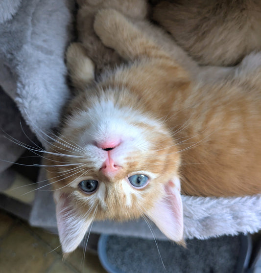 Toys and Treats for Different Cat Personalities