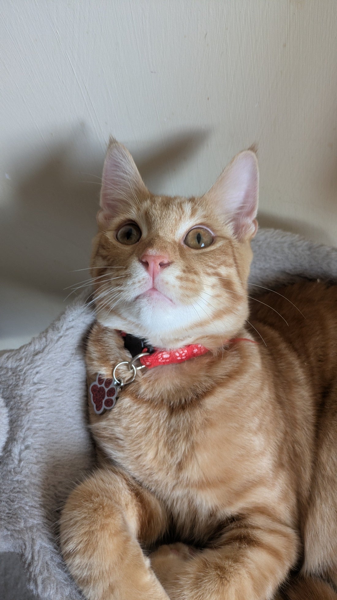 The Ultimate Gift Guide for Cat Mums