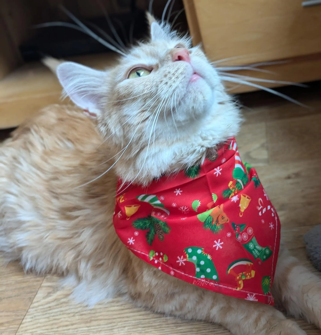 Ginger and white cat wearing a red Christmas neck scarf with festive patterns