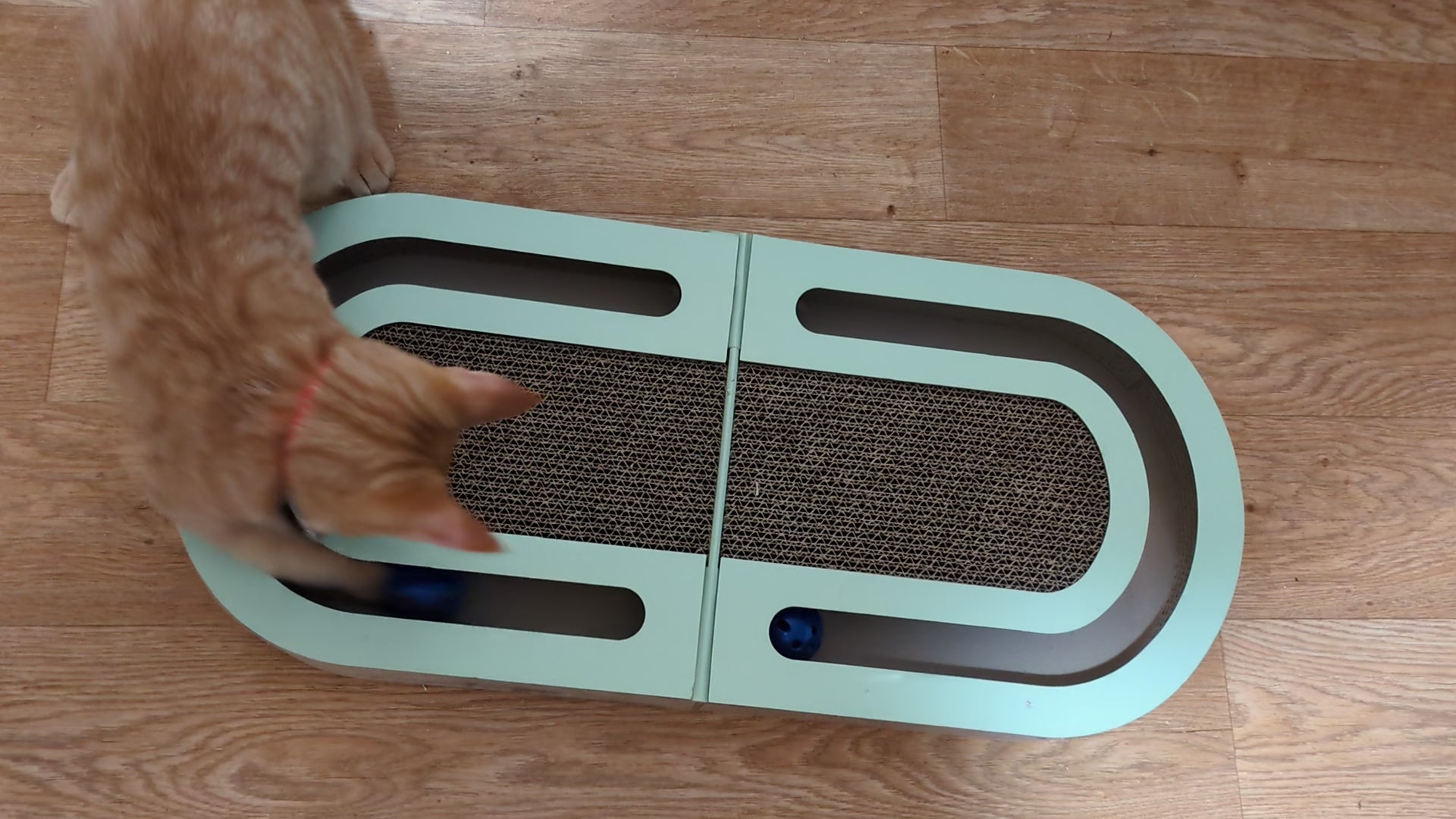 Cat playing with the interactive cat scratcher and catnip balls
