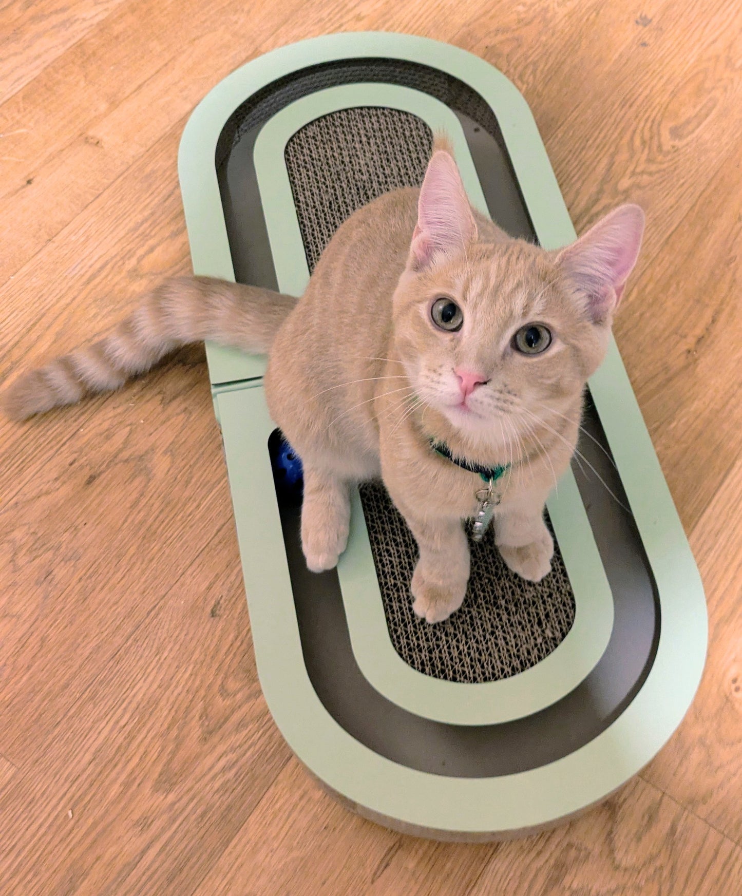 Cat sitting on a green and black cat toy on a wooden floor