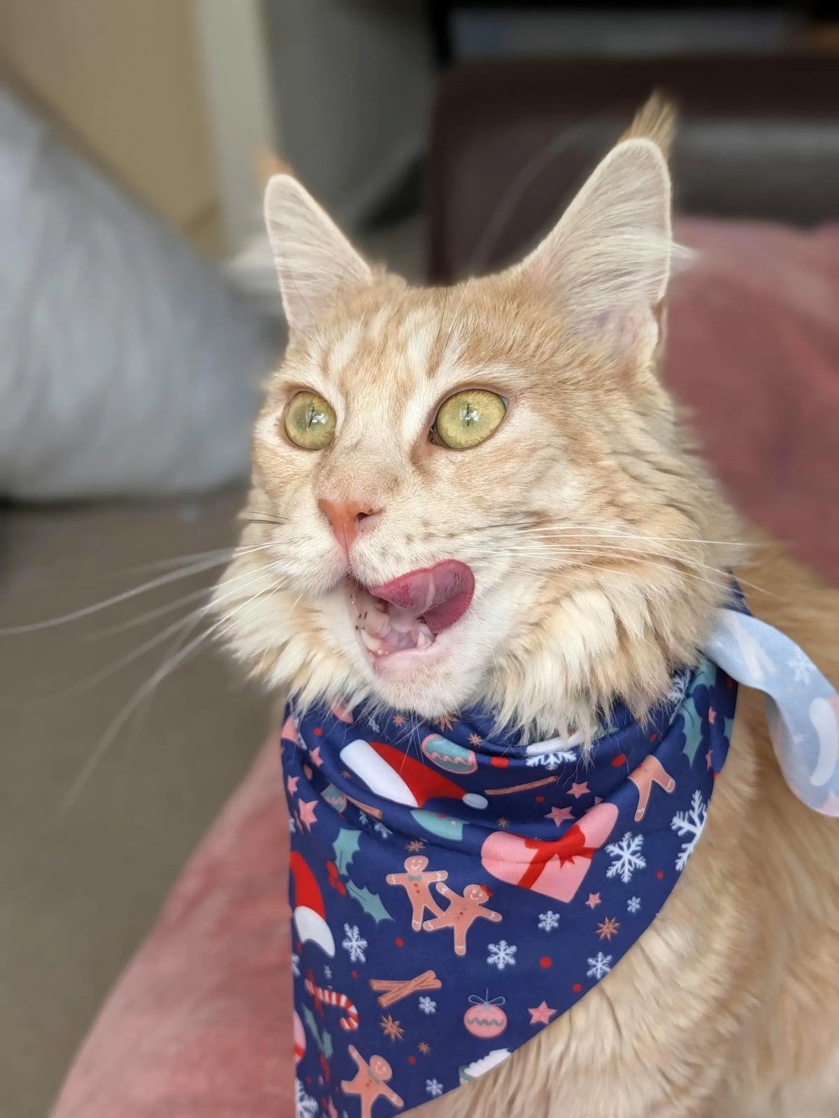 An orange tabby cat wearing a navy blue holiday-themed bandana with gingerbread men, candy canes, and snowflakes, captured in a close-up portrait.